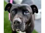 Adopt Tera - Adopt Me! a Labrador Retriever, American Staffordshire Terrier