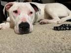 Adopt Angel a Dogo Argentino