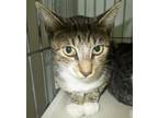 Adopt Libby a American Shorthair