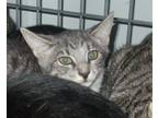 Adopt Pillsbury a American Shorthair