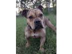 Adopt Toast a American Bully