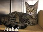 Adopt Mabel a Domestic Short Hair