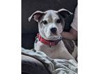 Adopt Rosey a Mixed Breed
