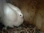 Adopt Hemera a Pigeon