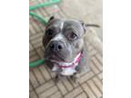 Adopt Daisy a American Staffordshire Terrier, Mixed Breed