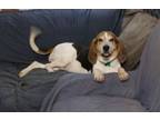Adopt Pretzel a Treeing Walker Coonhound