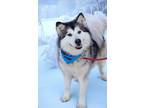 Adopt Kiska / Nova 2 a Alaskan Malamute