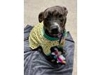 Adopt Cammie a Pit Bull Terrier