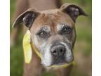 Adopt ROSE a Boxer, Mixed Breed