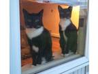 Adopt Bella (on right) & Clyde a Domestic Short Hair