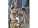 Adopt Zena a Pit Bull Terrier