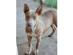 Adopt Moxie a Australian Cattle Dog / Blue Heeler, Mixed Breed