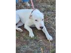 Adopt Cookie a Pit Bull Terrier, Mixed Breed