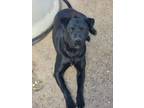 Adopt Cora Black a Labrador Retriever, Mixed Breed