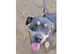 Adopt Shugga a Pit Bull Terrier