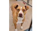 Adopt Jilly a Pit Bull Terrier