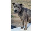 Adopt Macy Grey a Pit Bull Terrier