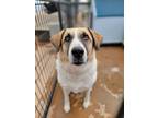 Adopt Mia a Anatolian Shepherd