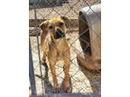 Adopt Taffy a Black Mouth Cur, Pit Bull Terrier