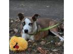 Adopt Belle a Mixed Breed