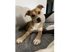 Adopt Scotcheroo a Terrier