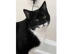 Adopt Typhoon a Domestic Short Hair