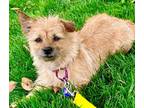 Adopt Ivy a Norwich Terrier