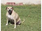 Adopt Izzy a Black Mouth Cur