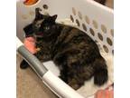 Adopt Kitty Kitty a Domestic Short Hair