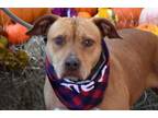 Adopt Sassy a American Staffordshire Terrier