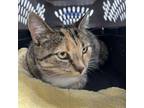 Adopt Dahlia a Domestic Short Hair