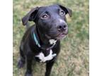 Adopt Grace a American Staffordshire Terrier