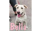Adopt Bella a Labrador Retriever