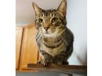 Adopt Sparkle (FIV+) a Domestic Short Hair