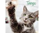 Adopt Tango a Tabby, Domestic Short Hair