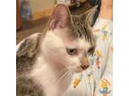 Adopt Spiderweb/Sister Miller a Domestic Short Hair