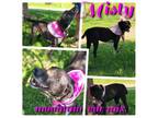 Adopt Misty a Mountain Cur, Collie