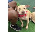 Adopt Belinda a Pit Bull Terrier, Mixed Breed