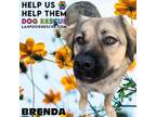 Adopt Brenda a German Shepherd Dog, Labrador Retriever