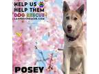 Adopt Posey a Siberian Husky, Husky