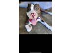 Adopt Clover (Courtesy Post) a Pit Bull Terrier