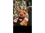 Adopt Tawney a American Staffordshire Terrier