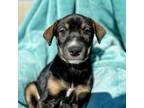 Adopt Shania a Doberman Pinscher, Husky