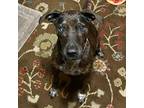 Adopt Patty Cakes (Diabetic) a Plott Hound, Pointer