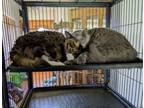 Adopt Sachet & Dutchess a Maine Coon