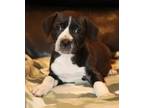 Adopt Jill a Pit Bull Terrier, Mountain Cur
