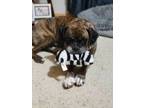 Adopt Bella a Boxer