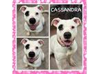 Adopt Cassandra CFS230089340 a Pit Bull Terrier