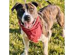 Adopt Rebecca a Pit Bull Terrier