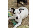Adopt Christy a Mixed Breed